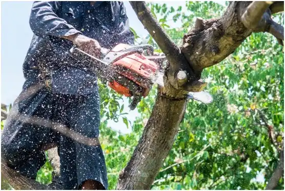 tree services Hurt